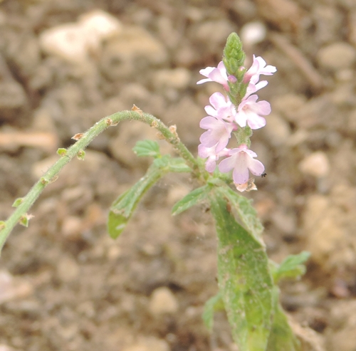 Verbena officinalis